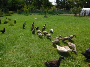 Shady Grove Farm