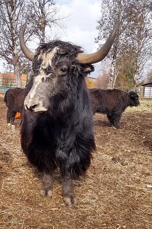 Rockn' K bar C Ranch
