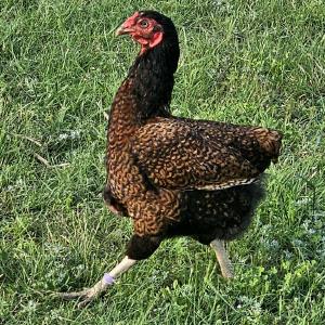 Cluckers Creek LLC