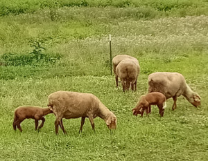 Hoon Farm
