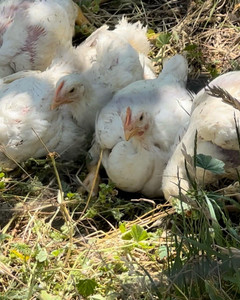 Wylie Farms