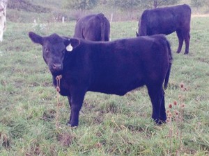 Tiffany Farms Angus