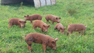 Creekside Meadows Farm