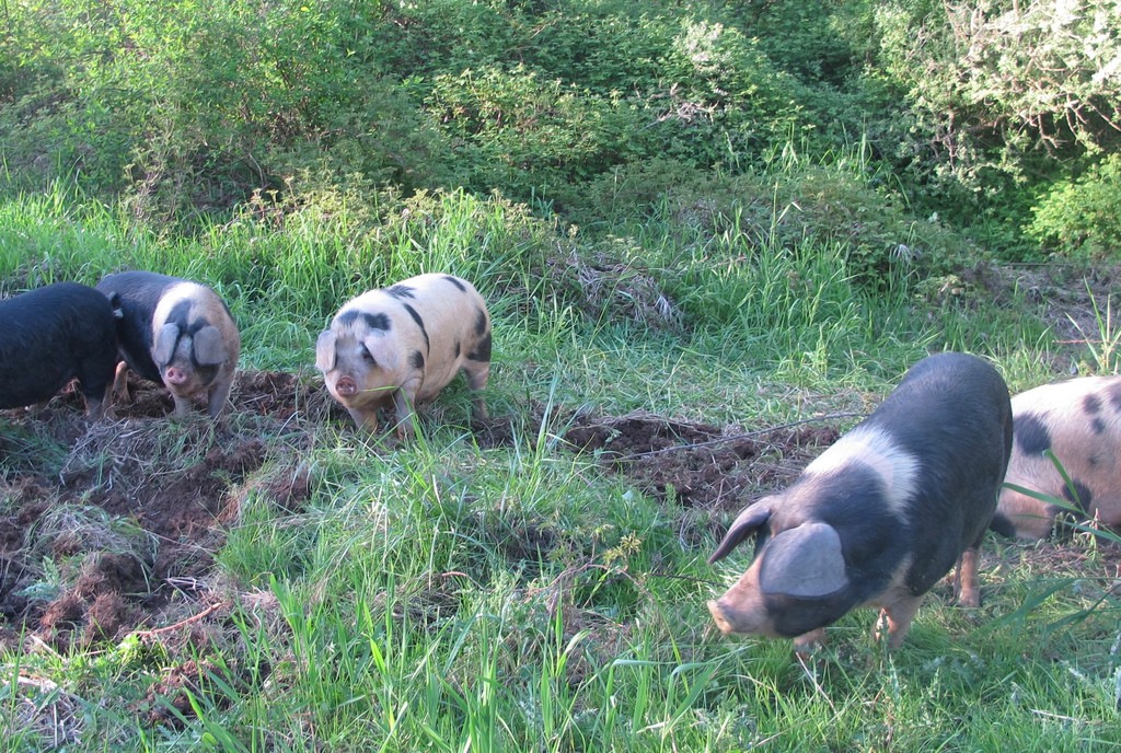 Chickens Whole – Chehalis Valley Farm