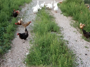 Bright Side Farm