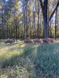 Ray Rauton Farms