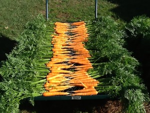 Old School Produce Company