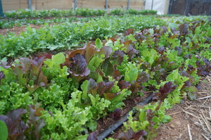Yellow Hen Farm