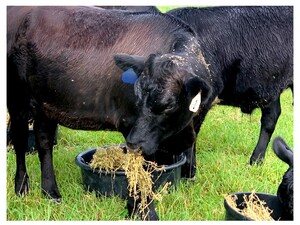 Fyling S Land & Livestock