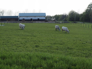 McCormick Grass Fed Beef