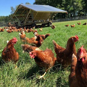 Joe's Farm