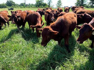 Cove Creek Farm