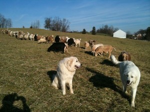 Maranatha Meadows