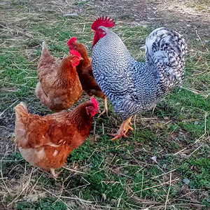 Oak Lawn Farm, LLC