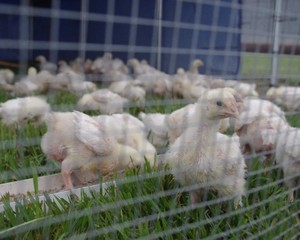 BCS Chicken