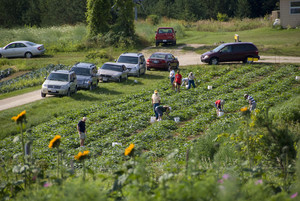 The Tree Farm