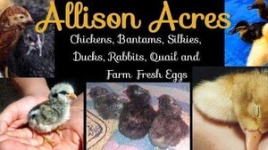 Allison Acres