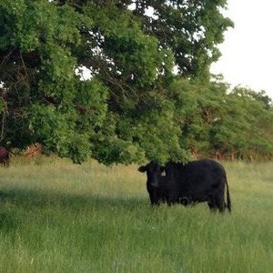 Windy Oaks Grassfed