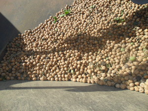 Double A Walnuts