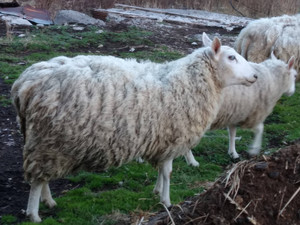 Born Free Farm