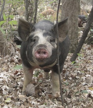 Odyssey Farm, LLC
