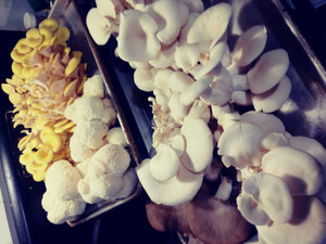 Allen Family Gourmet Mushrooms & Microgreens