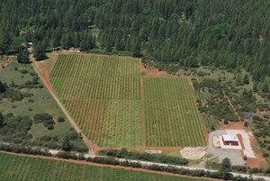 Sierra Cascade Organic Blueberry Farm