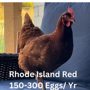 Wyandotte Chicken