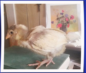 Greenleaf Chicks