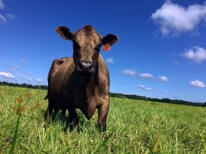 Prairie Creek Pastures