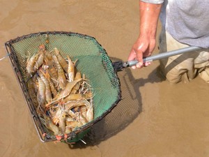 Thompson Prawn Farm