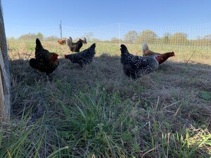 Panther's Rest Farm and Coffee Roasters