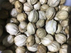 Shagbark Hickory Nut