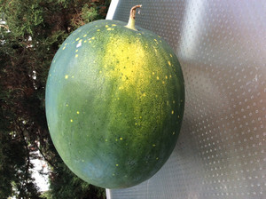 Moon & Stars Watermelon