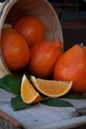 Countryside Citrus