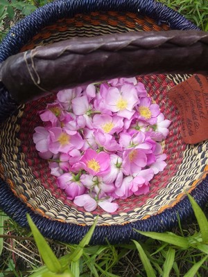 Ambika Herbals