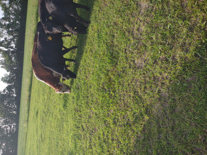 1-Man Ranch LLC