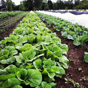 Soil Born Farms