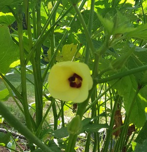 Cedar Lane Farm Market