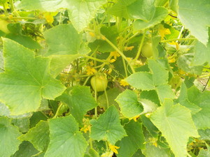 Craig Farms