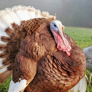 Bourbon Red Turkey