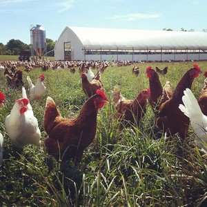 Brunty Farms LLC
