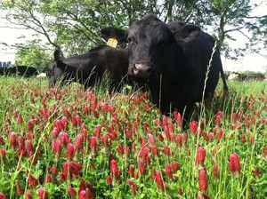 Hunter Farms, Inc