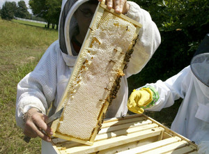 Exton Bee Company