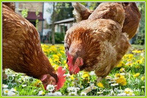 Eisenhower Farm, Fresh chicken,duck eggs