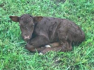 American Milking Devon Cattle