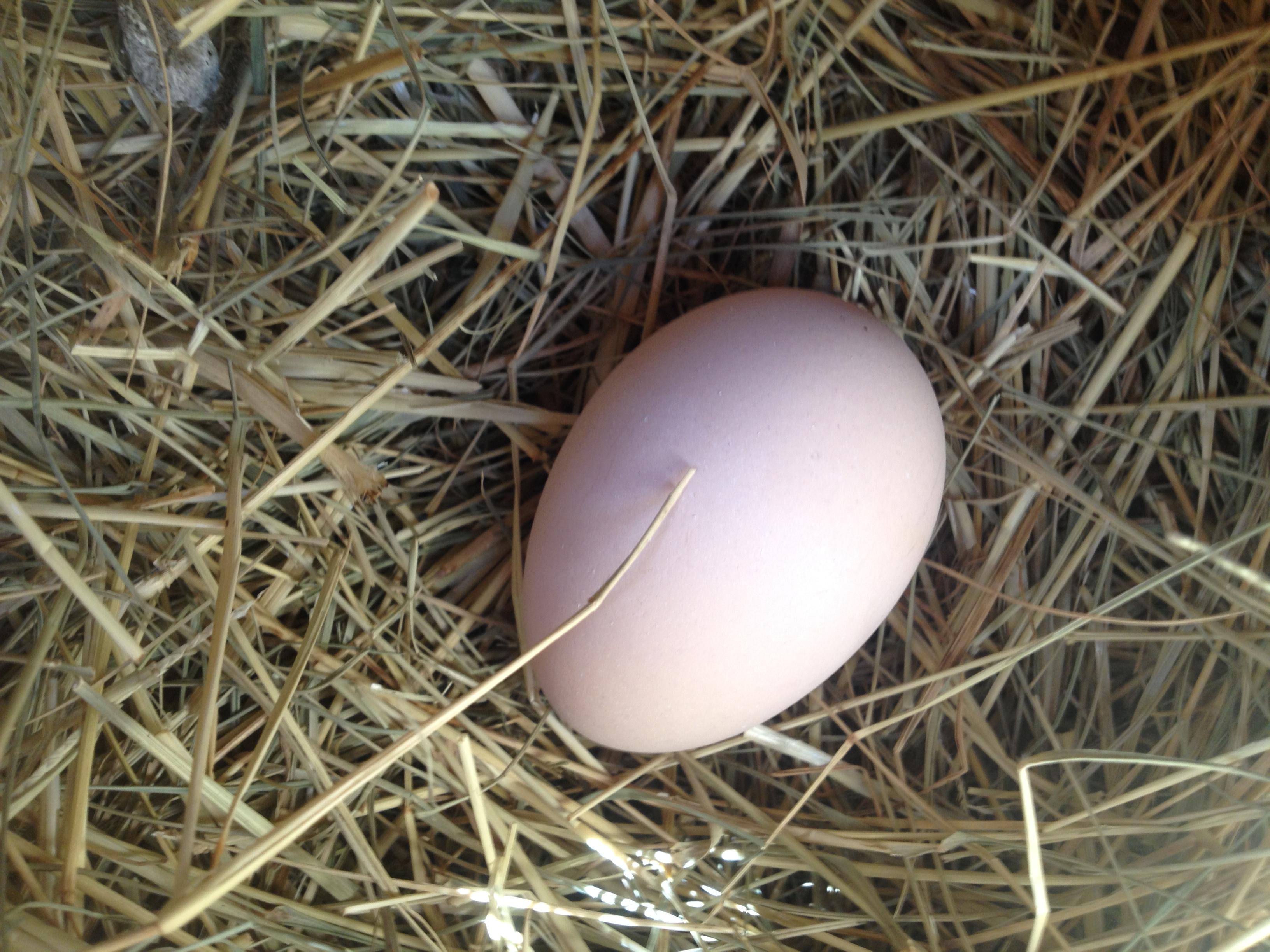 egg & sugar apple 020.JPG