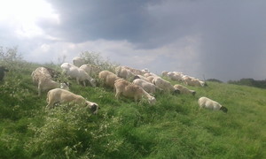 Healthfully Farm