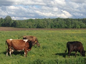 86 Acres