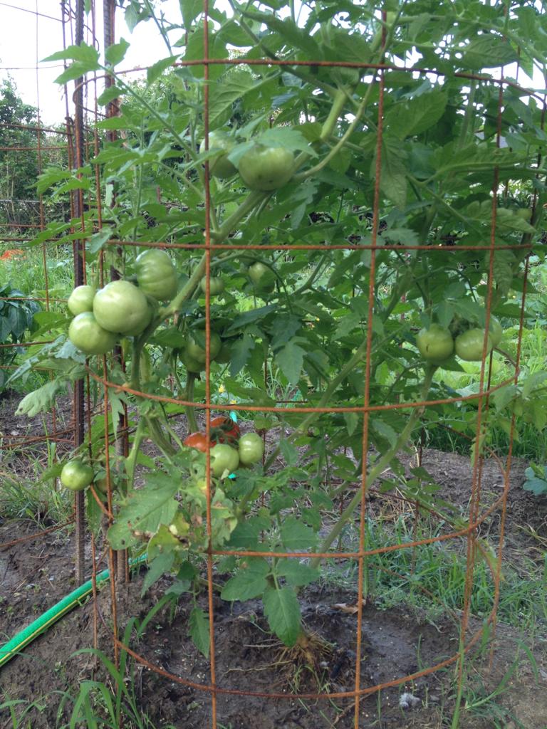 Soileau Family Cajun Farm - LocalHarvest